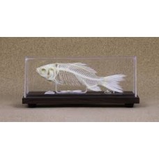 Skeleton mounted Fish